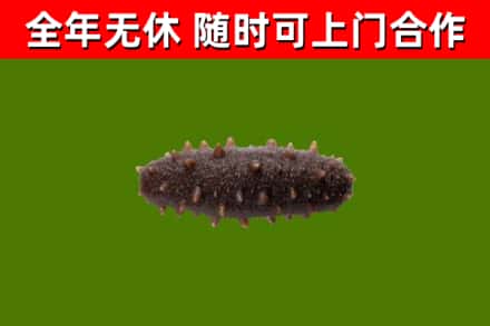 滁州市回收海参干